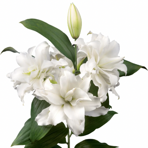 Anderson Acres LILIES - July 12th delivery