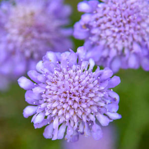 Anderson Acres SCABIOSA - July 12th delivery