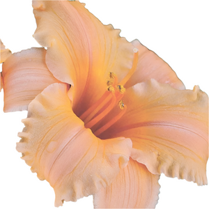 Anderson Acres LILIES - July 12th delivery