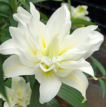 Load image into Gallery viewer, Anderson Acres LILIES - August 28th delivery