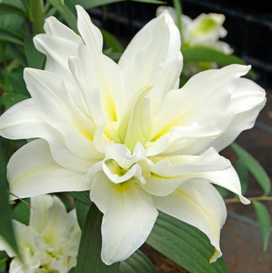 Anderson Acres LILIES - August 28th delivery