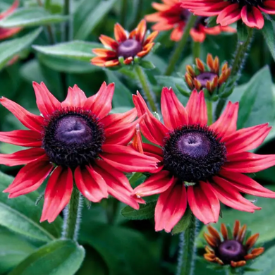 Anderson Acres RUDBECKIA - August 28th delivery