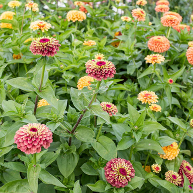 Anderson Acres MIXED ZINNIAS - August 28th delivery