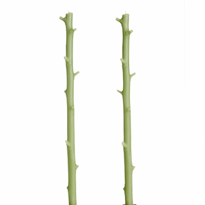 Stick Candle hickory branch beeswax candle, pair