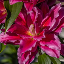 Load image into Gallery viewer, Anderson Acres LILIES - August 28th delivery