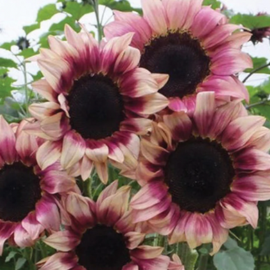Anderson Acres PLUM SUNFLOWERS - August 28th delivery