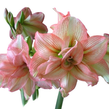 Load image into Gallery viewer, Milton Market potted amaryllis