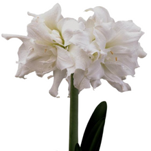 Load image into Gallery viewer, Milton Market potted amaryllis