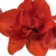 Load image into Gallery viewer, Milton Market potted amaryllis