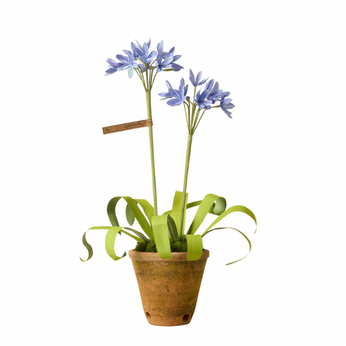 The Green Vase potted agapanthus