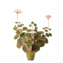 Load image into Gallery viewer, The Green Vase potted geranium