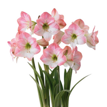 Load image into Gallery viewer, Milton Market x SWND Amaryllis