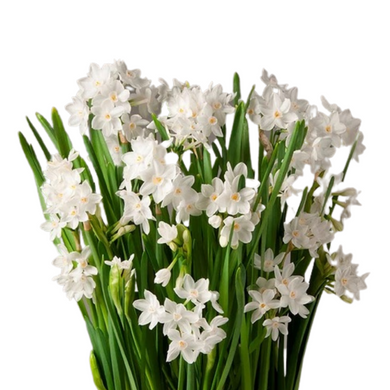 Milton Market paperwhites