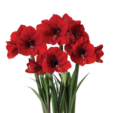 Load image into Gallery viewer, Milton Market x SWND Amaryllis