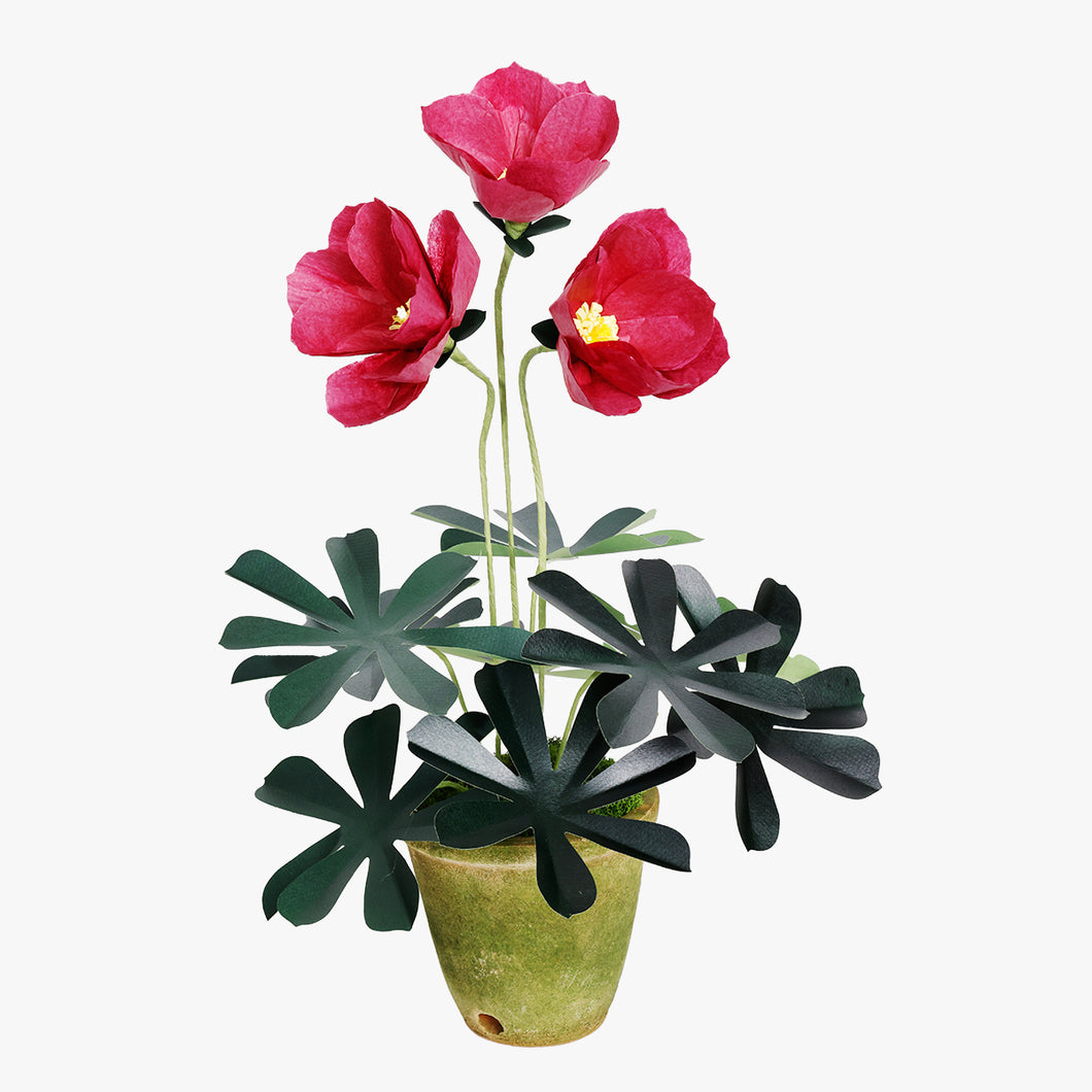 The Green Vase potted hellebore plant