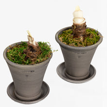 Load image into Gallery viewer, Milton Market x SWND Amaryllis