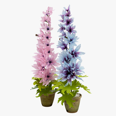 The Green Vase potted delphinium