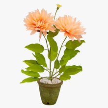 Load image into Gallery viewer, The Green Vase potted dahlia