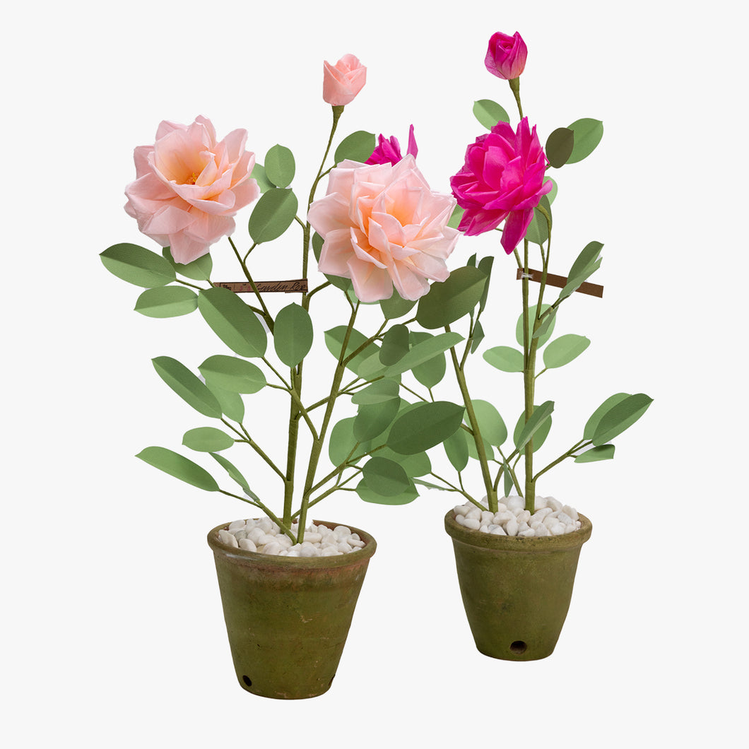 The Green Vase garden rose