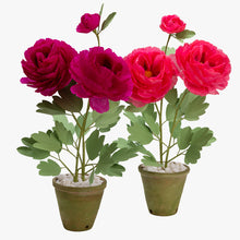 Load image into Gallery viewer, The Green Vase potted peony plant