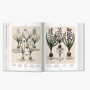 Florilegium: The Book of Plants