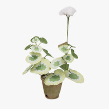 Load image into Gallery viewer, The Green Vase mini potted geranium