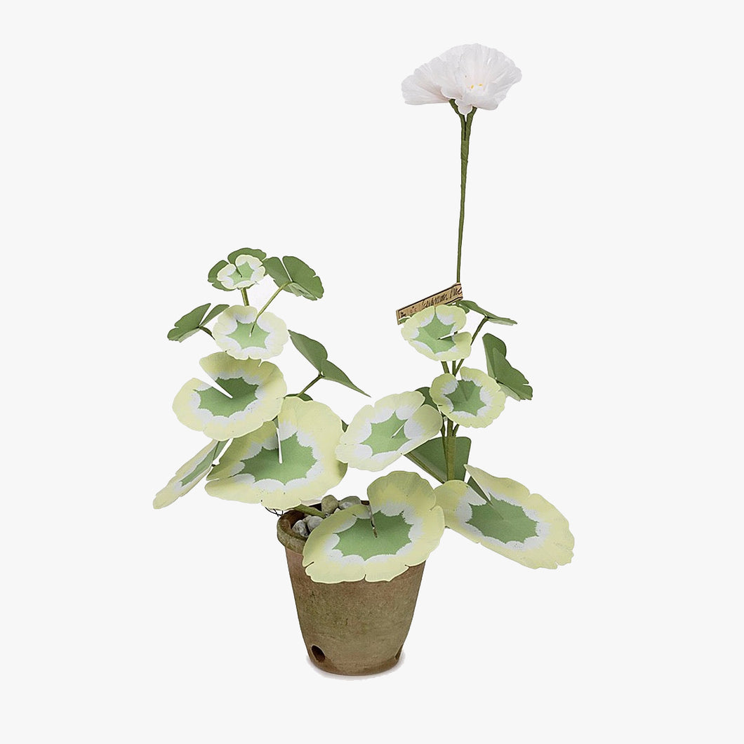 The Green Vase mini potted geranium