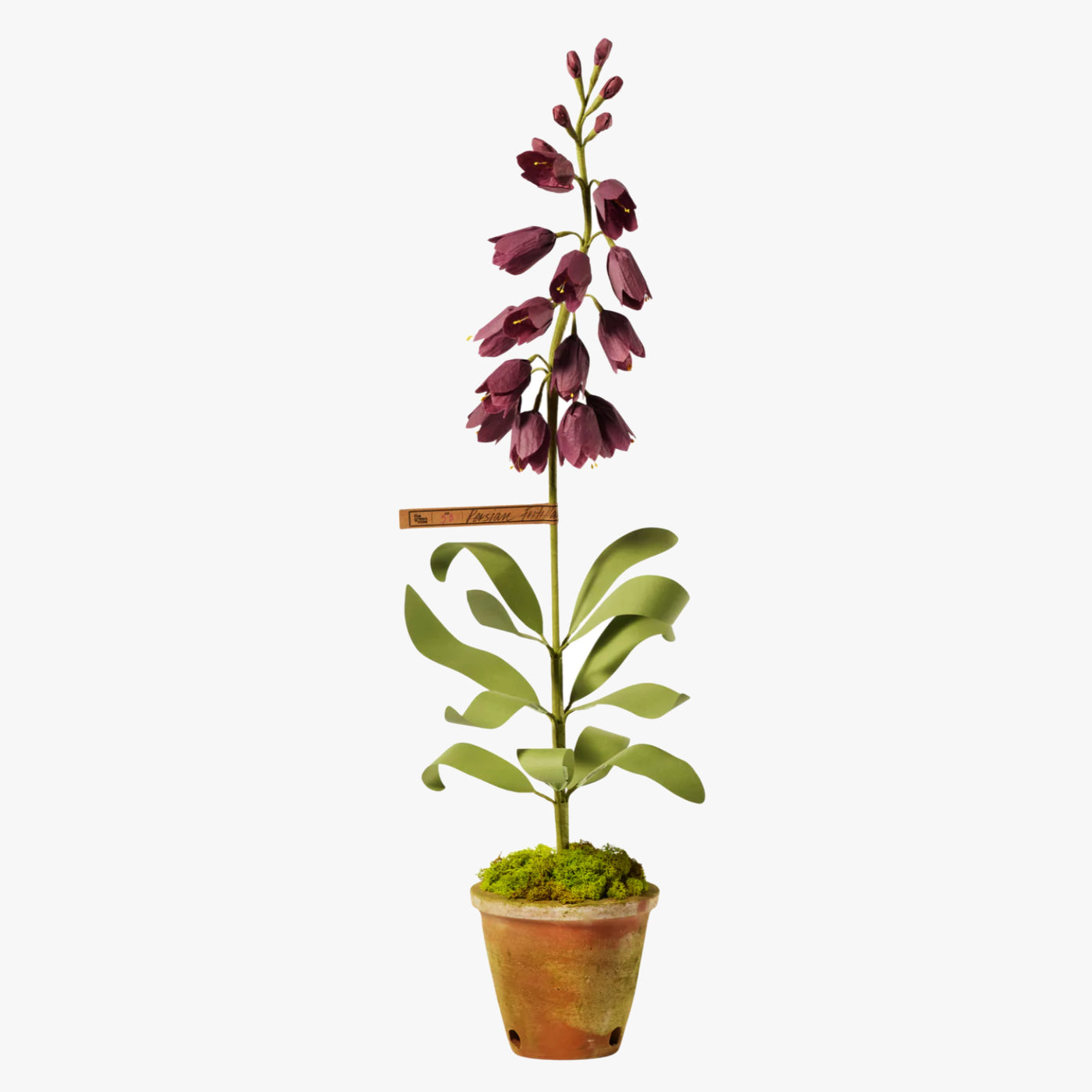 can you plant fritillaria in pots The Green Vase persian fritillaria plant