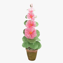 Load image into Gallery viewer, The Green Vase potted 5 bloom hollyhock